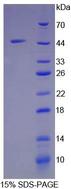 Ribonuclease A / RNASE1 Protein - Recombinant Ribonuclease A By SDS-PAGE
