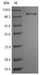 RIPK1 / RIP Protein - (Tris-Glycine gel) Discontinuous SDS-PAGE (reduced) with 5% enrichment gel and 15% separation gel.