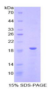 RLN1 / Relaxin Protein
