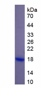 RLN1 / Relaxin Protein - Recombinant Relaxin By SDS-PAGE