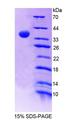 RNASEH2A Protein - Recombinant Ribonuclease H2 Subunit A (RNASEH2A) by SDS-PAGE