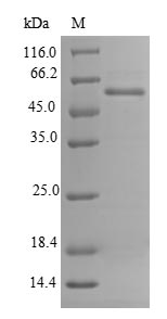 RNLS / Renalase Protein - (Tris-Glycine gel) Discontinuous SDS-PAGE (reduced) with 5% enrichment gel and 15% separation gel.