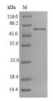 RNLS / Renalase Protein - (Tris-Glycine gel) Discontinuous SDS-PAGE (reduced) with 5% enrichment gel and 15% separation gel.