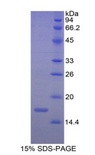 RNLS / Renalase Protein - Recombinant Renalase By SDS-PAGE