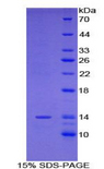 RSPO1 / RSPO Protein - Recombinant R-Spondin 1 By SDS-PAGE