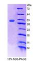 RUNX3 Protein - Recombinant Runt Related Transcription Factor 3 (RUNX3) by SDS-PAGE