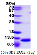 S100A8 / MRP8 Protein