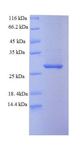 SAMHD1 Protein