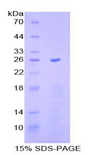 SCAF11 / SFRS2IP Protein - Recombinant Caspase 11 By SDS-PAGE