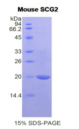 SCG2 / Secretogranin II Protein - Recombinant Secretogranin II By SDS-PAGE