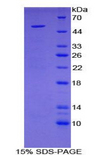 SCG2 / Secretogranin II Protein - Recombinant Secretogranin II By SDS-PAGE
