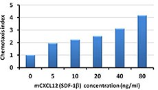 SDF1 / CXCL12 Protein - THP-1 cells chemoattracted by mouse CXCL12 (SDF-1Î²).