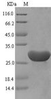 SDF2 Protein - (Tris-Glycine gel) Discontinuous SDS-PAGE (reduced) with 5% enrichment gel and 15% separation gel.