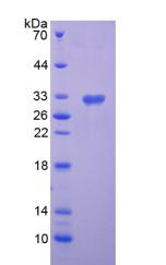 SEMA7A / Semaphorin 7A Protein - Recombinant  Semaphorin 7A By SDS-PAGE