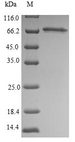 SEPT9 / Septin 9 Protein - (Tris-Glycine gel) Discontinuous SDS-PAGE (reduced) with 5% enrichment gel and 15% separation gel.