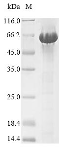 Serpina3n Protein - (Tris-Glycine gel) Discontinuous SDS-PAGE (reduced) with 5% enrichment gel and 15% separation gel.