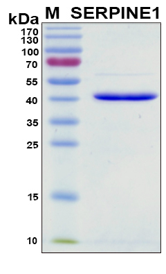SERPINE1 / PAI-1 Protein - SDS-PAGE under reducing conditions and visualized by Coomassie blue staining