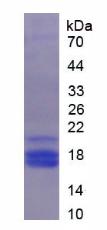 SERPINF1 / PEDF Protein - Recombinant Pigment Epithelium Derived Factor By SDS-PAGE