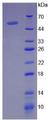SERPINF1 / PEDF Protein - Recombinant Pigment Epithelium Derived Factor By SDS-PAGE