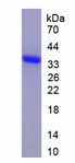 SFRP1 Protein - Recombinant Secreted Frizzled Related Protein 1 By SDS-PAGE