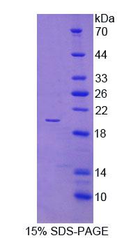 SFTPB / Surfactant Protein B Protein - Recombinant Surfactant Associated Protein B By SDS-PAGE
