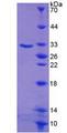 SGK1 / SGK Protein - Recombinant  Serum/Glucocorticoid Regulated Kinase 1 By SDS-PAGE