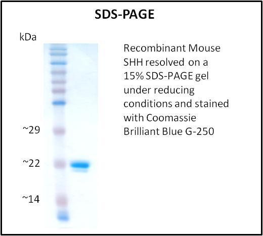 SHH / Sonic Hedgehog Protein