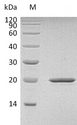 SHH / Sonic Hedgehog Protein - (Tris-Glycine gel) Discontinuous SDS-PAGE (reduced) with 5% enrichment gel and 15% separation gel.