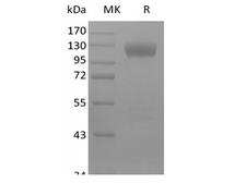 SIGLEC10 Protein - Recombinant Mouse Siglec-10 (C-Fc)