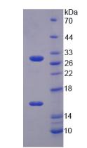 SIRT3 / Sirtuin 3 Protein - Active Sirtuin 3 (SIRT3) by SDS-PAGE