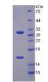 SIRT3 / Sirtuin 3 Protein - Active Sirtuin 3 (SIRT3) by SDS-PAGE