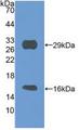 SIRT3 / Sirtuin 3 Protein - Active Sirtuin 3 (SIRT3) by WB