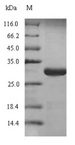 SLAMF7 / CRACC Protein - (Tris-Glycine gel) Discontinuous SDS-PAGE (reduced) with 5% enrichment gel and 15% separation gel.