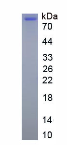 SORT1 / Sortilin Protein - Eukaryotic Sortilin 1 (SORT1) by SDS-PAGE