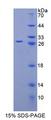 SPA17 / Sperm Protein 17 Protein - Recombinant Sperm Protein 17 By SDS-PAGE