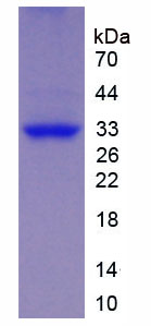 SPON2 / MINDIN Protein - Recombinant Spondin 2 By SDS-PAGE