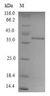 SPRR2A Protein - (Tris-Glycine gel) Discontinuous SDS-PAGE (reduced) with 5% enrichment gel and 15% separation gel.