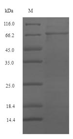 SRF / Serum Response Factor Protein - (Tris-Glycine gel) Discontinuous SDS-PAGE (reduced) with 5% enrichment gel and 15% separation gel.