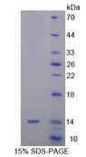 SRP9 Protein - Recombinant Signal Recognition Particle 9kDa By SDS-PAGE