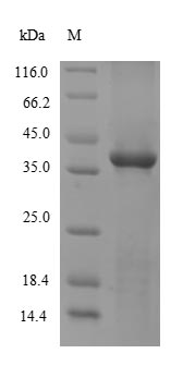 SULT1A1 / Sulfotransferase 1A1 Protein - (Tris-Glycine gel) Discontinuous SDS-PAGE (reduced) with 5% enrichment gel and 15% separation gel.