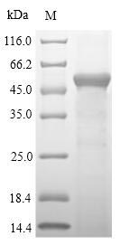 SULT1A1 / Sulfotransferase 1A1 Protein - (Tris-Glycine gel) Discontinuous SDS-PAGE (reduced) with 5% enrichment gel and 15% separation gel.