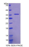 TCEB3 / Elongin A Protein - Recombinant Elongin A By SDS-PAGE