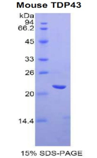 TDP-43 / TARDBP Protein - Recombinant Tar DNA Binding Protein 43kDa By SDS-PAGE