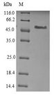 TEM7 Protein - (Tris-Glycine gel) Discontinuous SDS-PAGE (reduced) with 5% enrichment gel and 15% separation gel.