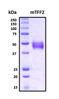 TFF2 / SP Protein - SDS-PAGE under reducing conditions and visualized by Coomassie blue staining
