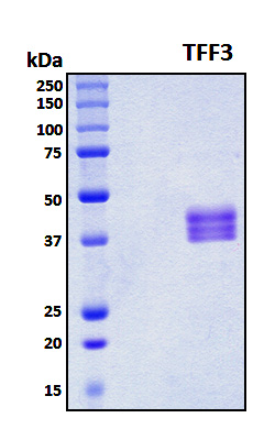 TFF3 / Trefoil Factor 3 Protein - SDS-PAGE under reducing conditions and visualized by Coomassie blue staining
