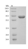 THG-1 / TSC22D4 Protein - (Tris-Glycine gel) Discontinuous SDS-PAGE (reduced) with 5% enrichment gel and 15% separation gel.