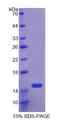 TLR3 Protein - Recombinant Toll Like Receptor 3 By SDS-PAGE