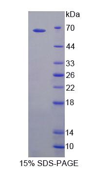 TLR5 Protein - Recombinant Toll Like Receptor 5 (TLR5) by SDS-PAGE