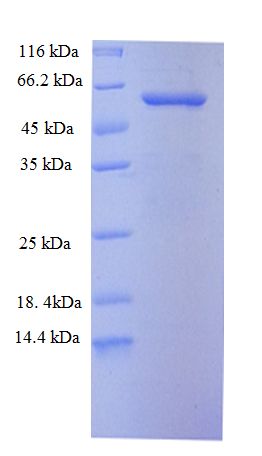 TLR7 / CD287 Protein